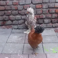 مرغ و خروس سلطان