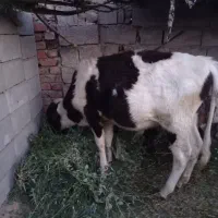 گوساله