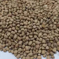 لوبیا تمیز تازه