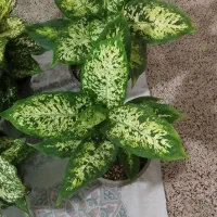 روز مادر گل ببر|گل و گیاه طبیعی|قم, زاد|دیوار