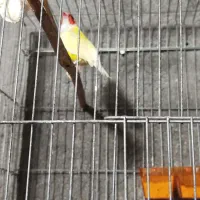 فنج گلدین نره فروشی