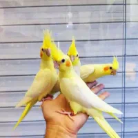 عروس هلندی سخنگو ورام و درشت