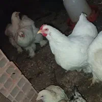 برهما|حیوانات مزرعه|کردکوی, |دیوار