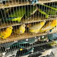 خرید وفروش طوطی راهب کاسکو ملنگو گرینچک|پرنده|قم, آزادگان|دیوار