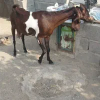 سلام یک راس بز آبستن پاکستانی فروشی|حیوانات مزرعه|بندرعباس, |دیوار