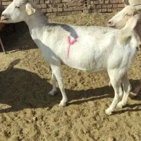 بزسانن|حیوانات مزرعه|درمیان, |دیوار