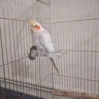 عروس هلندی و مرغ عشق|پرنده|کرمان, |دیوار