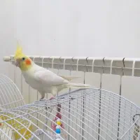 عروس هلندی لوتینو هر دوتا یک و نیم ساله