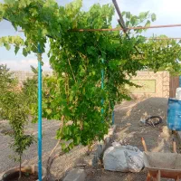 باغ ویلا در وایقان سوخلار|فروش خانه و ویلا|شبستر, |دیوار