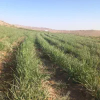 ملک کشاورزی|فروش دفتر صنعتی، کشاورزی، تجاری|نیشابور, ماروسک|دیوار