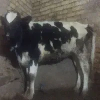 گوساله ماده