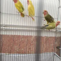 طوطی برزیلی|پرنده|شاهرود, |دیوار