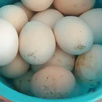 تخم گلین از مولدهای با کیفیت