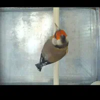 سهره مست اماده جفت.ماده بیار جفت کن ببر.