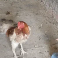 فروش خروس