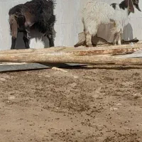 ۲تا بی مس قصابی وبزچاغ فروشن آدرس مورموری|حیوانات مزرعه|دهلران, |دیوار