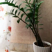 گل آپارتمانی