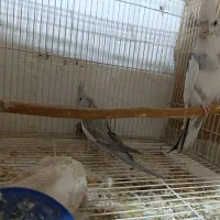 عروس هلندی مولد. کرنیچگ. بندر کنگ|پرنده|بندرلنگه, |دیوار