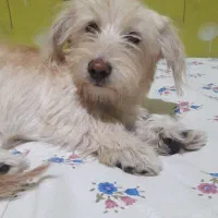 سگ شیتزو تریر|سگ|پاکدشت, پاکدشت (مامازند)|دیوار