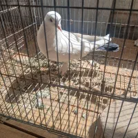 کفتر پرشی ماده