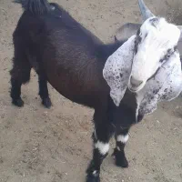 کهره