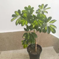 گل های آپارتمانی