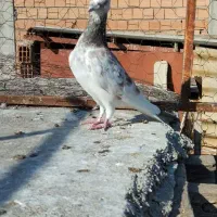 کبوتر غریب|پرنده|گرگان, |دیوار