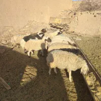 بره بز گوسفند چپش بزغاله میش شیشک گاو گوساله|حیوانات مزرعه|اصفهان, آزادان|دیوار