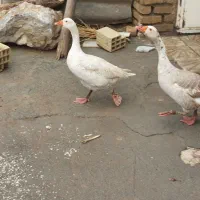 غاز|حیوانات مزرعه|کرمانشاه, |دیوار