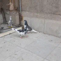 پرنده