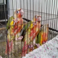 ۱ جفت جوجه گرینچیک سرلاکی نرم خور فول اکستریم رد