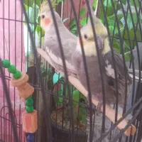 فروش یک جفت عروس هلندی