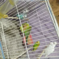 انواع پرنده عروس،کوتوله، مرغ عشق ، دستی و غیر دستی|پرنده|مشهد, تربیت (صدف)|دیوار