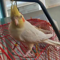 عروس هلندی|پرنده|سمنان, |دیوار