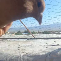 نر زرد دم سفید