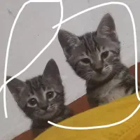 رایگان گربه