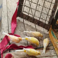 قناری|پرنده|اصفهان, کوی گلزار|دیوار