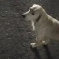 سگ ماده ، گم،شده|سگ|اشتهارد, |دیوار