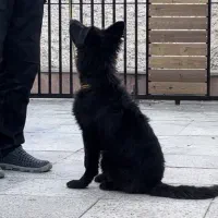 سگ ژرمن بلک شولاین