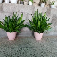 گل زینتی سانسوریا