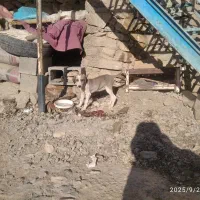 تازی|سگ|کلاترزان, |دیوار