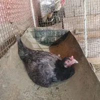 مرغ و خروس جوانه اصیل
