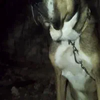 توله آلابای اصیل