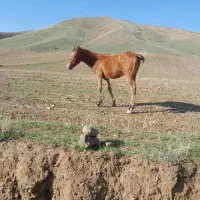 اسب 5ماهه|حیوانات مزرعه|دره رود, |دیوار