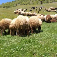 کود حیوانی (پیین)فروشی