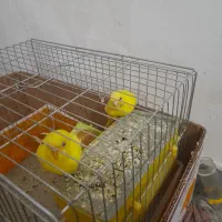 مرغ عشق|پرنده|مسجد سلیمان, |دیوار