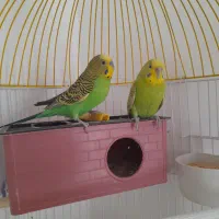 جفت مرغ عشق