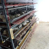 تخم بلدرچین/خوراکی