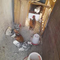 تخم نطفه دار سیبرایت اصل