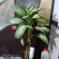 گل دیفن باخیا